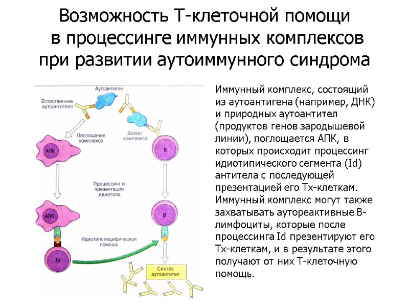 Иммунный комплекс, состоящий из аутоантигена (например, ДНК) и природных аутоантител (продуктов генов зародышевой линии),